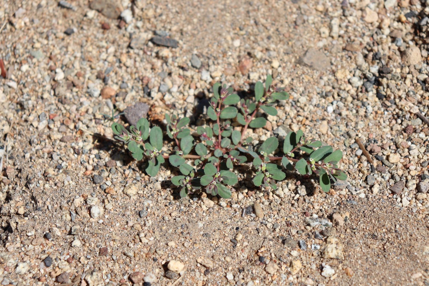 Spotted Euforbia Prostrata Pianta infestante Crescente invasiva Primo piano da vicino