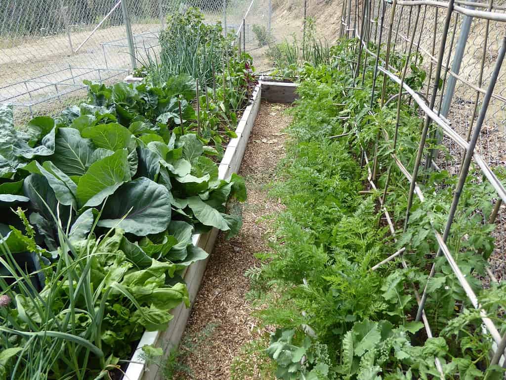 Giardinaggio a piedi quadrati