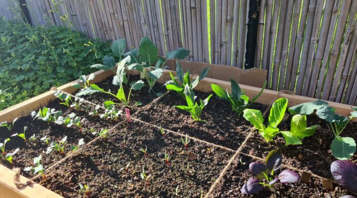 coltivare verdure biologiche con il metodo dell'orticoltura quadrata.  Le verdure crescono in un letto rialzato, pieno di compost verde maturo con giardinaggio senza scavo.