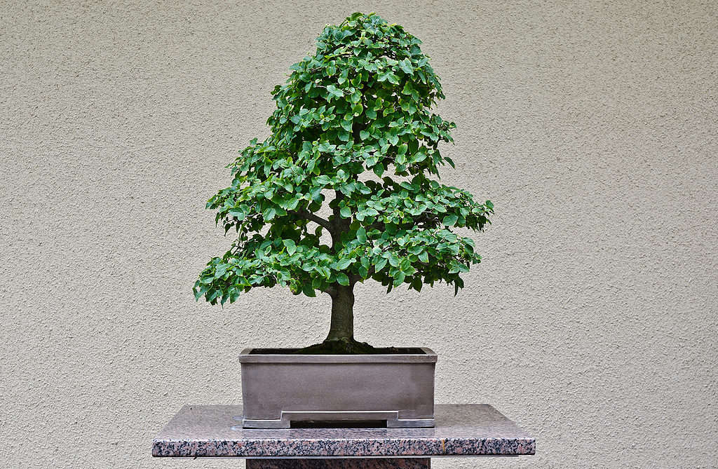 Bonsai Celtis isolato su sfondo beige