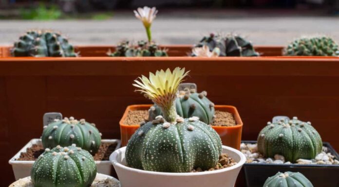 Gruppo di cactus Astrophytum asterias, o cactus stella, in vari vasi