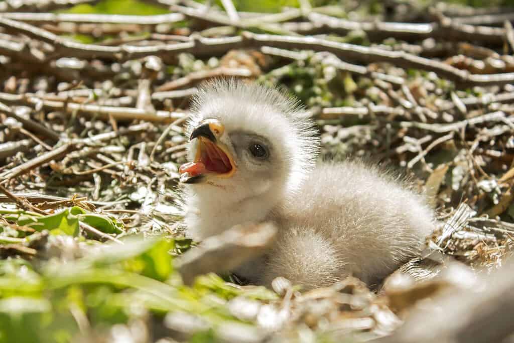 Pulcino comune della poiana nel nido, pulcino neonata della poiana Buteo buteo da vicino nel nido della poiana, foto scattata arrampicandosi sull'albero in habitat naturale