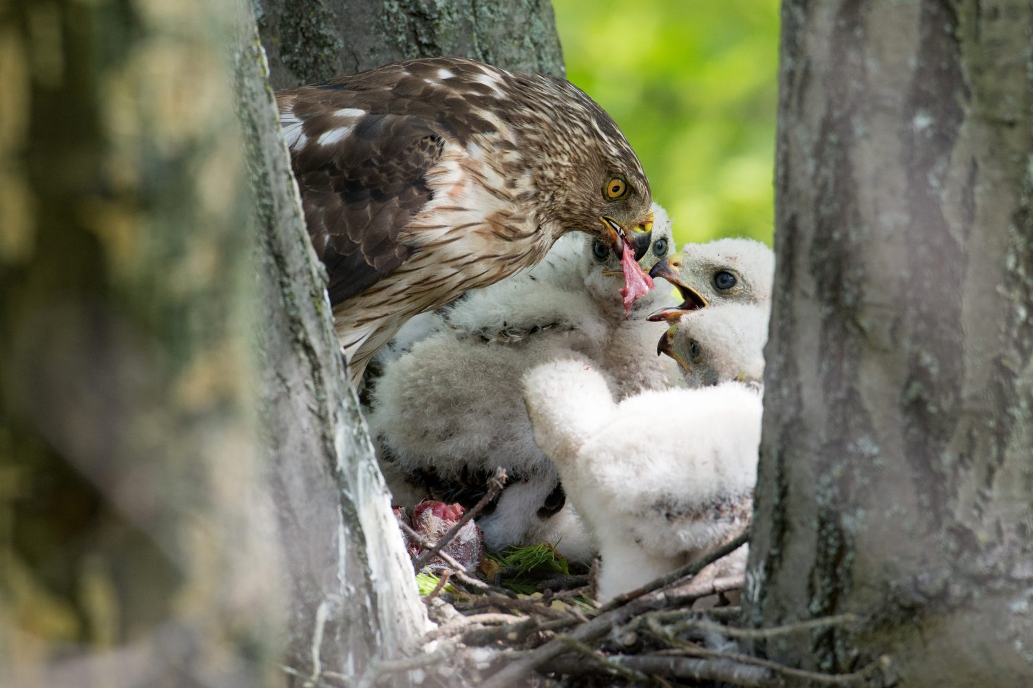 Falco di Cooper adulto che nutre i suoi pulcini in un nido di bastoncini su un albero