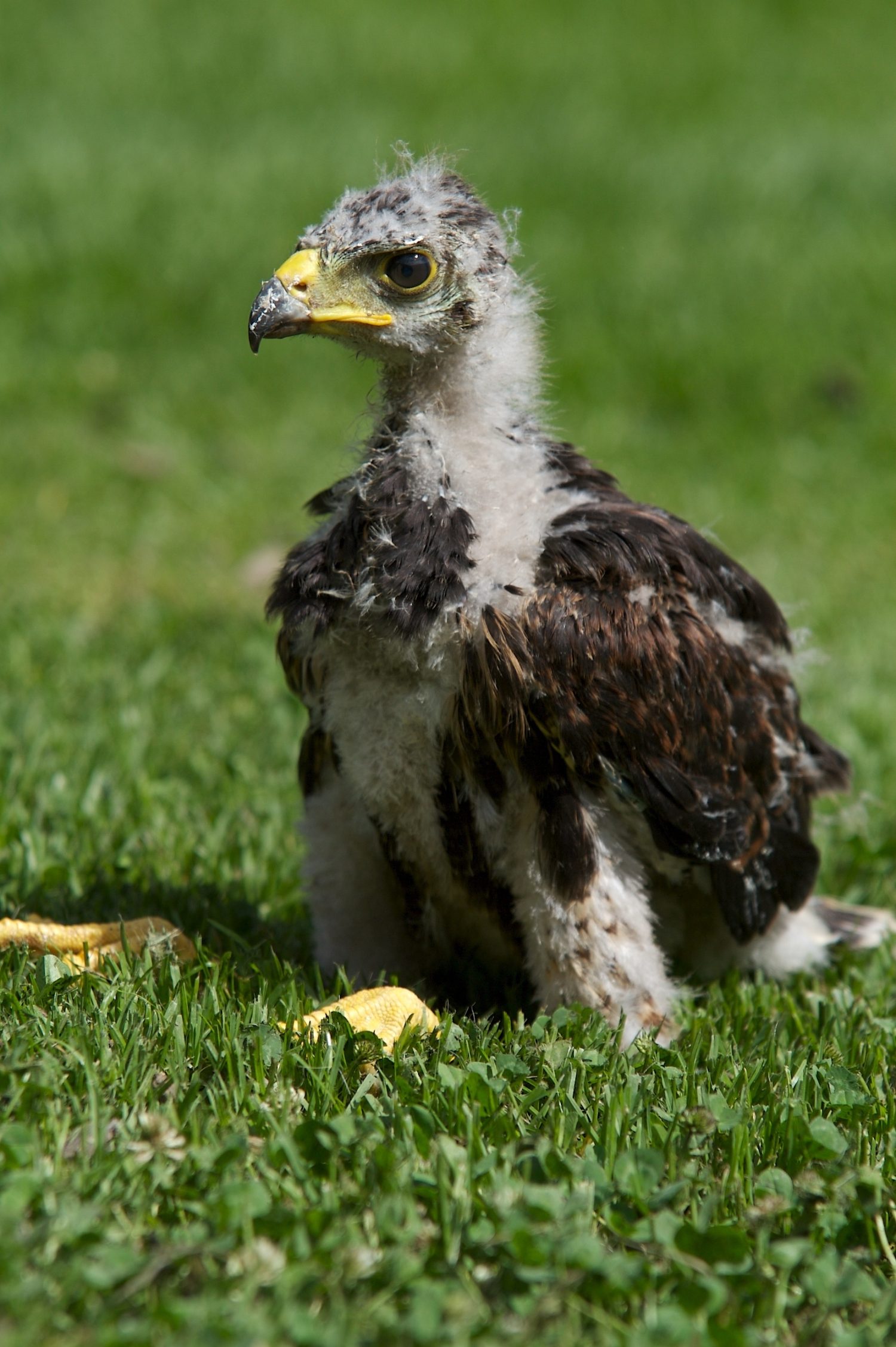 Falco Harris alle prime armi