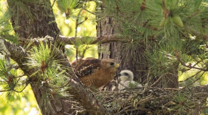 Falco dalle spalle rosse e bambino nel nido sull'albero