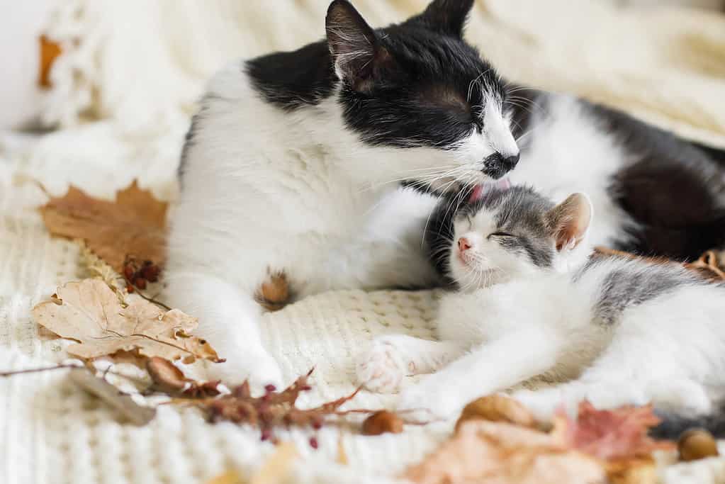 Mamma gatta pulisce il suo gattino con decorazioni autunnali su una comoda coperta in camera.  Maternità.  Atmosfera accogliente autunnale.  Simpatico gattino che governa il gattino sul morbido letto in foglie autunnali.