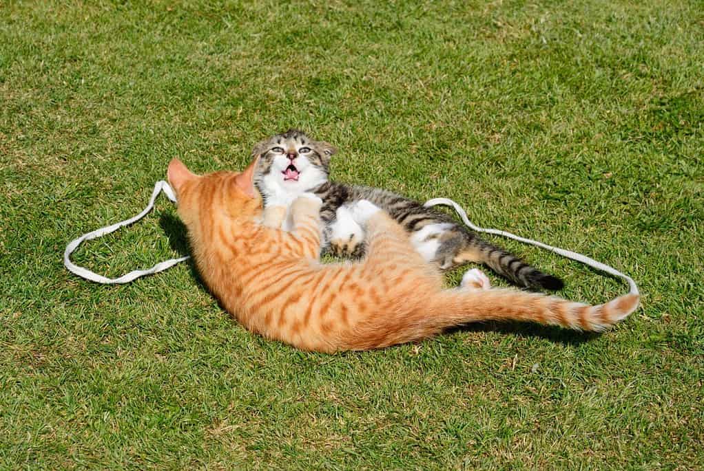 Un tabby grigio di nove settimane e gattini rossi di dodici settimane che giocano nel giardino, Regno Unito.
