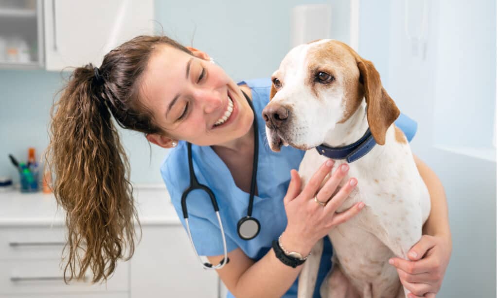 Una giovane infermiera veterinaria sorride al cane di cui si prende cura