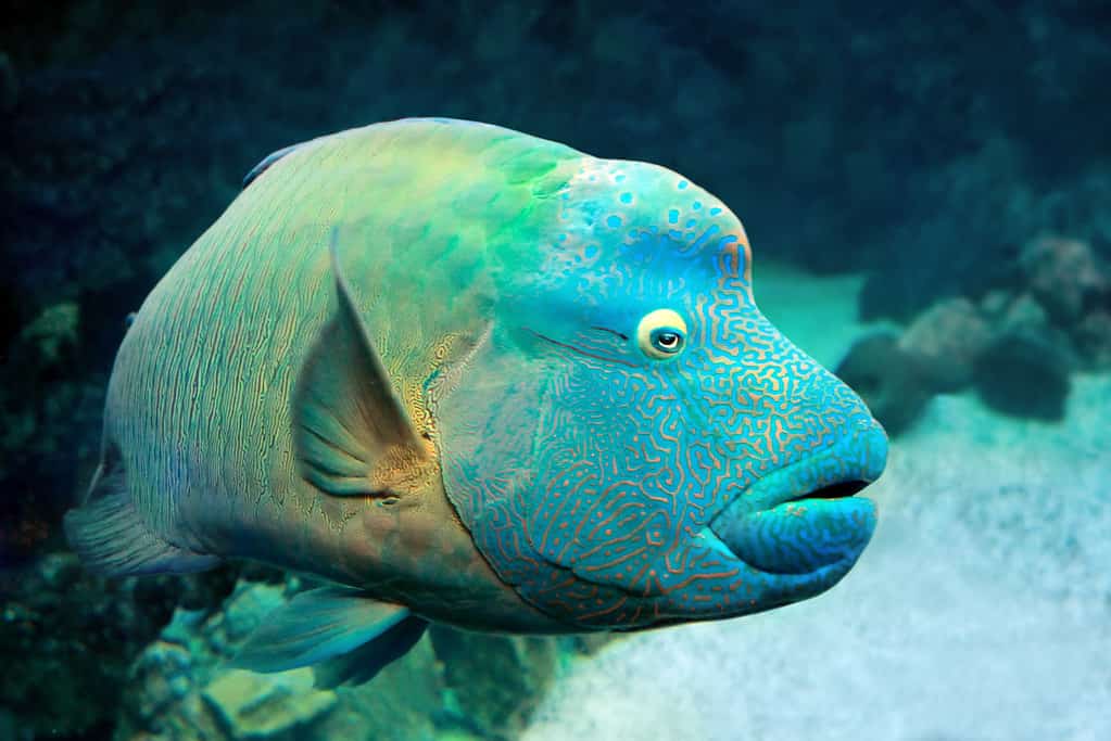 Pesce Napoleon Wrasse (Cheilinus undulatus) su una barriera corallina.  Avvicinamento