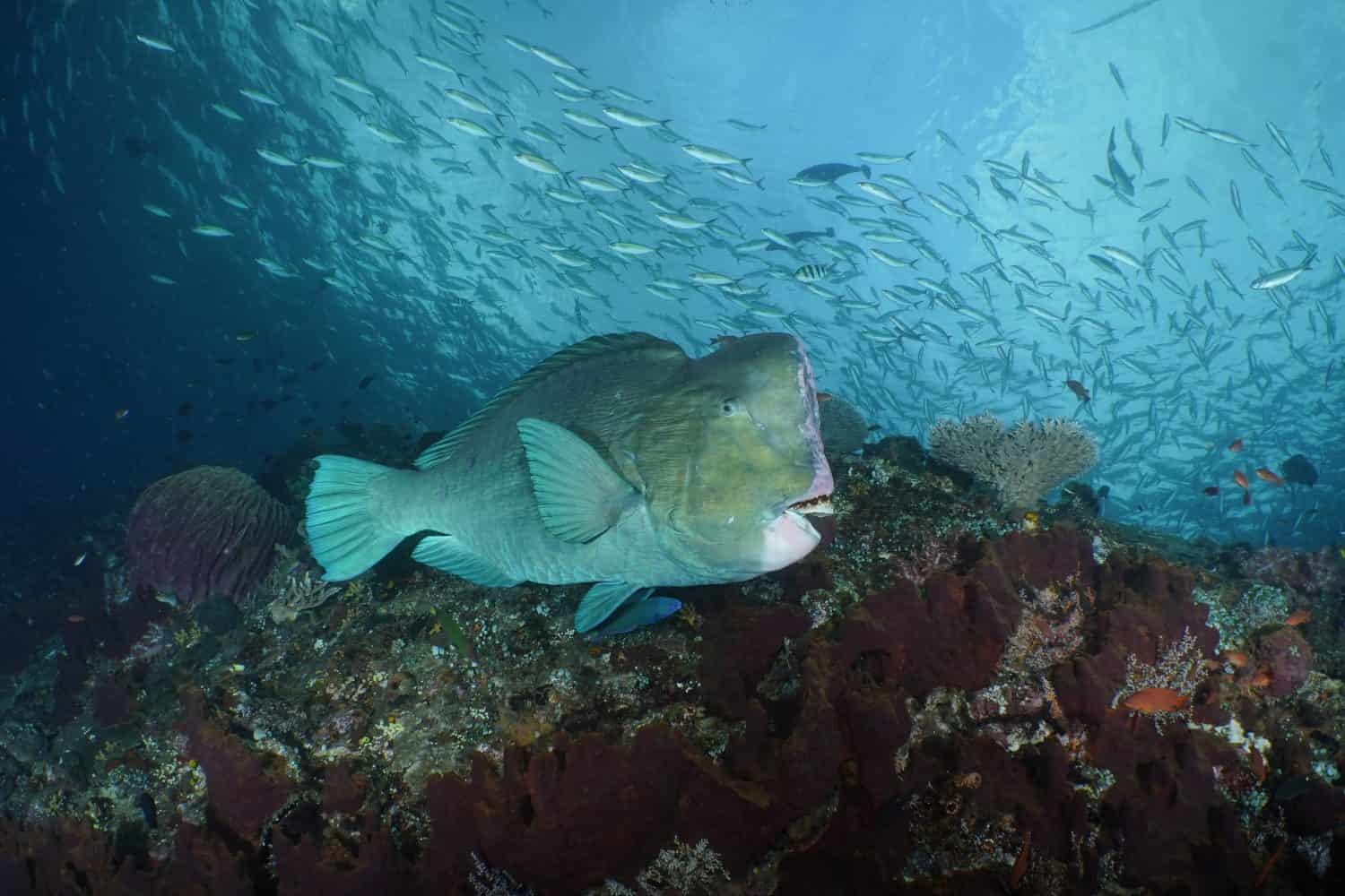 Pesce pappagallo verde con pesci in branco