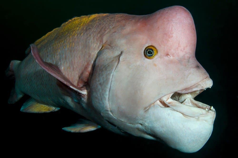 Labro Sheepshead asiatico