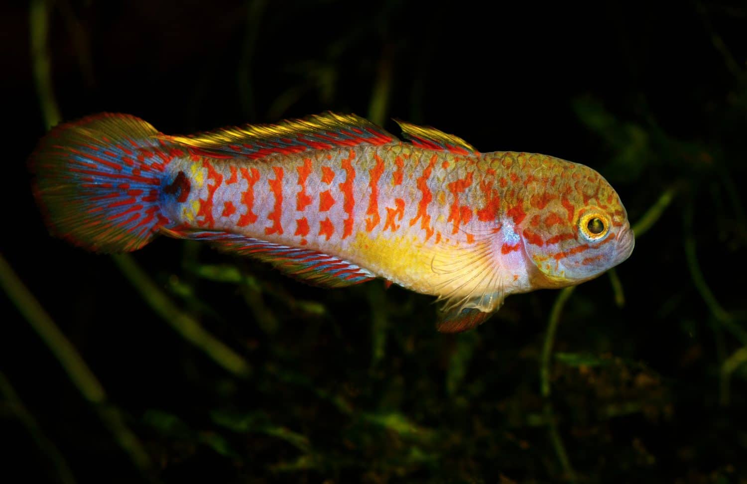 Ghiozzo pavone - ghiozzo (Tateurndina ocellicauda) posa maschile