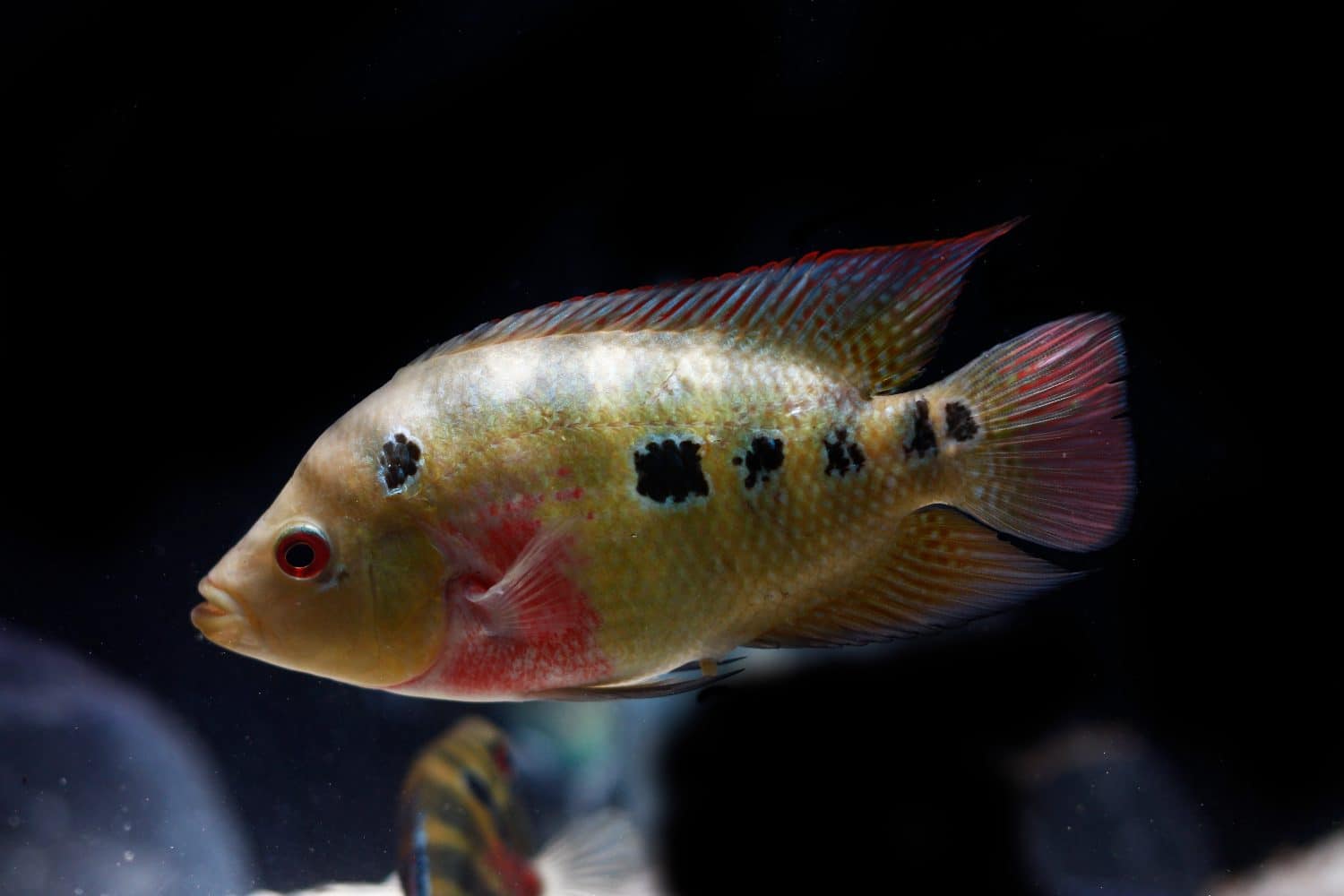 Trimac o ciclide a tre macchie (Cichlasoma trimaculatum)