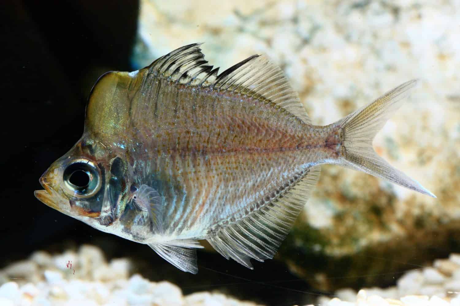 Pesce vetro dalla testa gobba