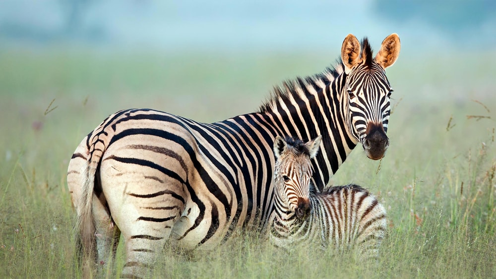 Immagine: una mamma zebra con il suo cucciolo di zebra.  Credito: Shllabadibum Bubidibam, Shutterstock.