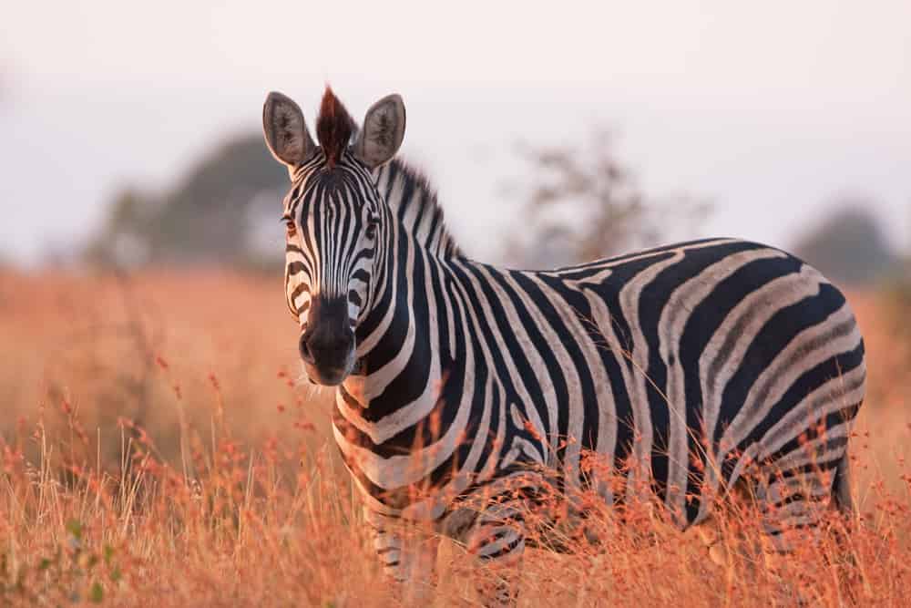 zebra delle pianure, equus quagga, equus burchellii, zebra comune, parco nazionale Kruger
