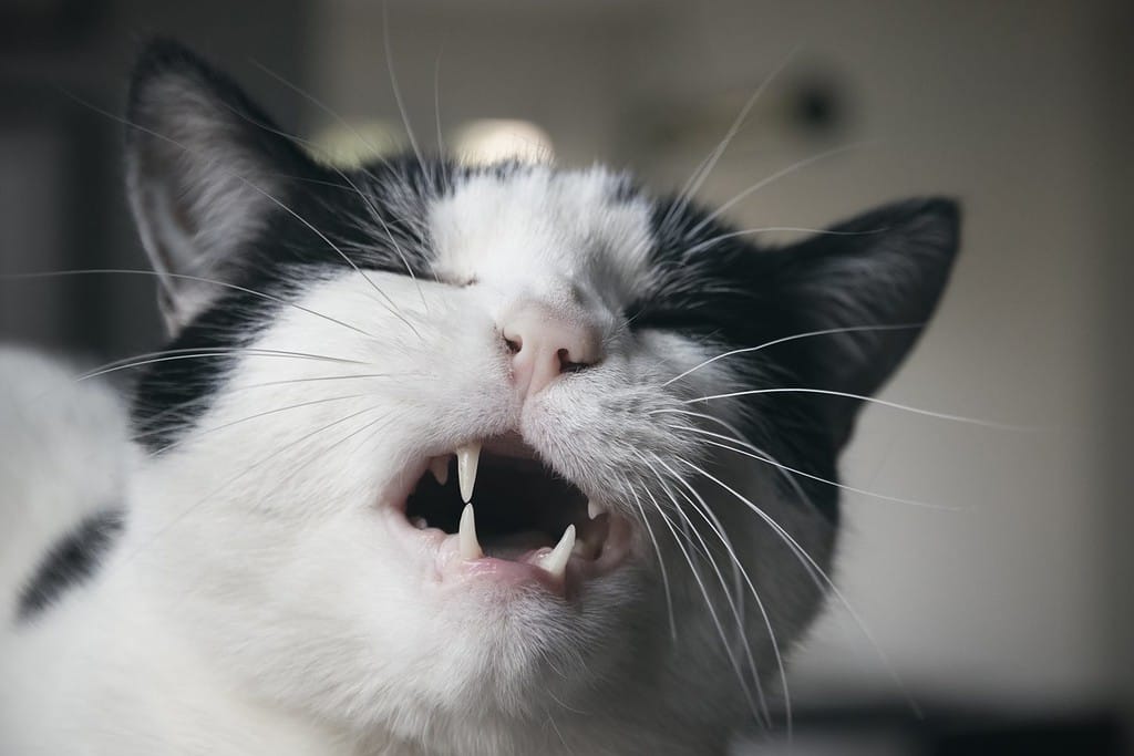 Primo piano di un gatto bianco e nero che fa smorfie con la bocca aperta