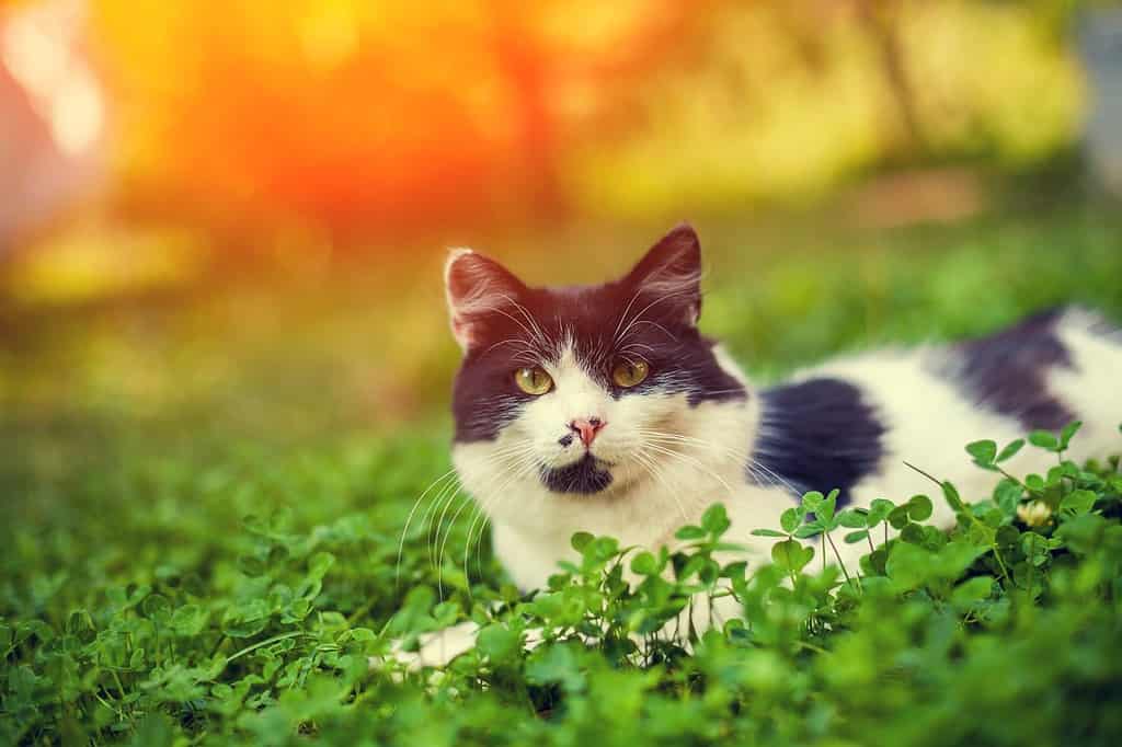 Un gatto nel trifoglio - I migliori nomi di gatti irlandesi