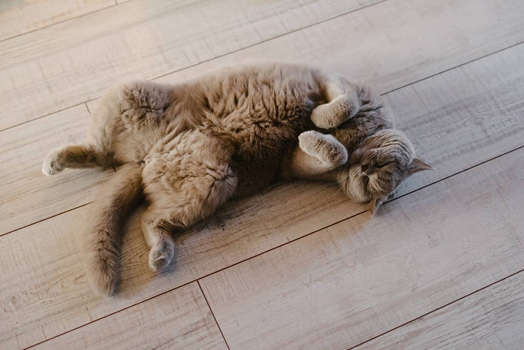 Un gatto grigio giace su un laminato.  Il gatto si siede sulla schiena sul pavimento.  Gatto purosangue scozzese dalle orecchie dritte.