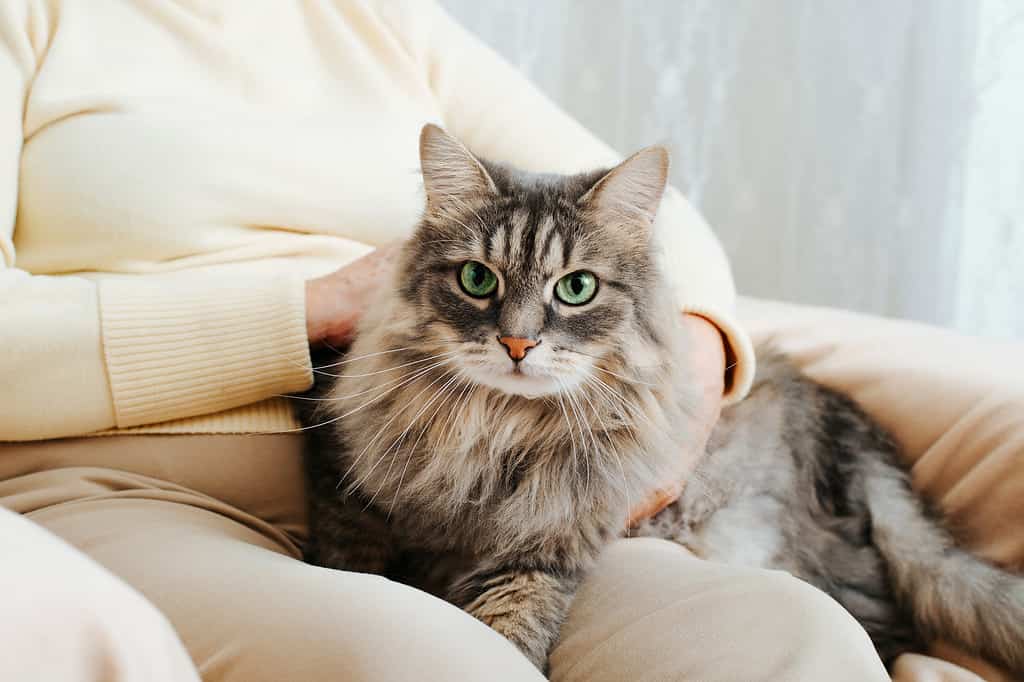 Primo piano di un gatto peloso grigio seduto sulle ginocchia di una donna e che guarda la macchina fotografica con i suoi occhi verdi.  Mani di una donna anziana che accarezzano e accarezzano un animale domestico soffice appoggiato sulle gambe del proprietario, all'interno