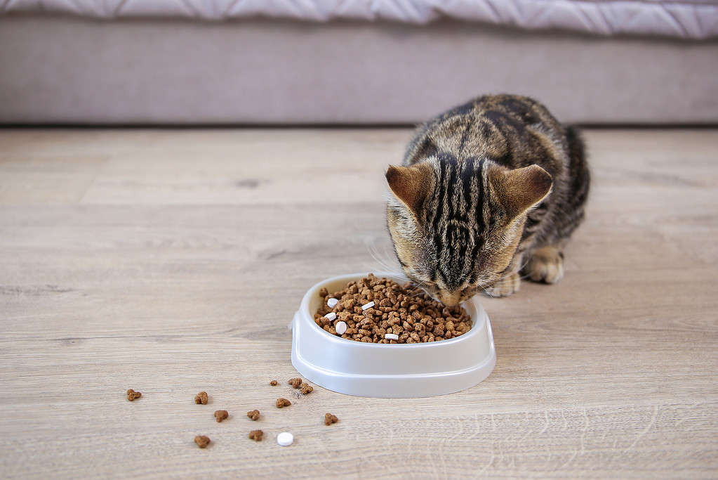 Il gatto mangia cibo secco e pillole da una ciotola.