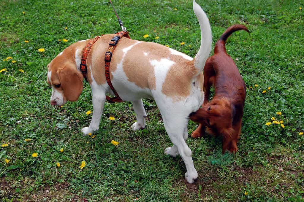 Abitudine del cane