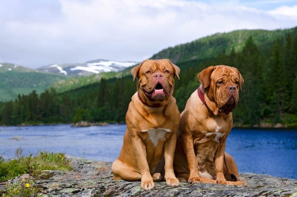 Coppia di Dogue De Bordeaux sullo sfondo del paesaggio norvegese estivo