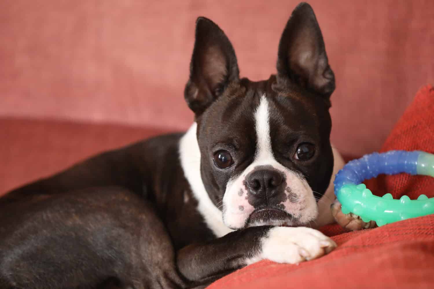 Il cane Boston terrier sta posando per la macchina fotografica