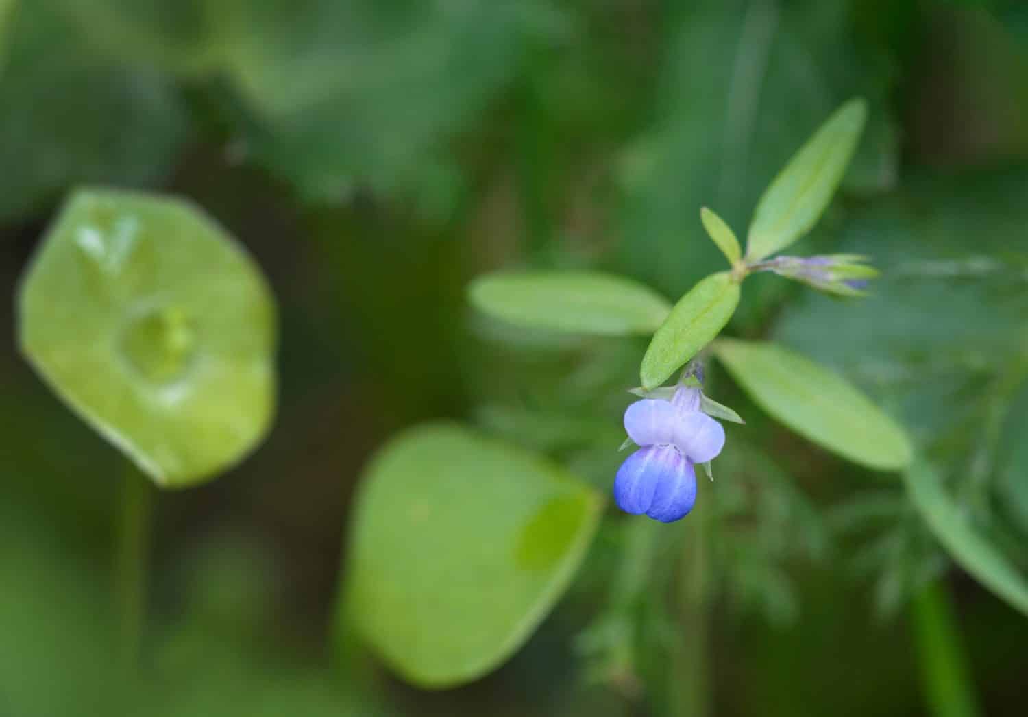 Mary dagli occhi azzurri (Collinsia parviflora), Cowichan Valley, Isola di Vancouver, British Columbia, Canada