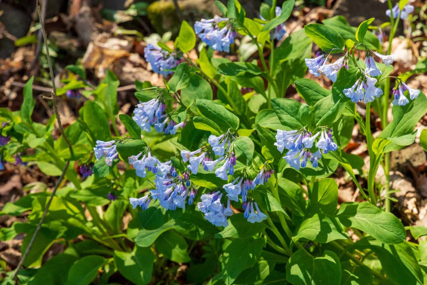 Le campanule della Virginia (Mertensia virginica) in una soleggiata giornata primaverile in Turchia Run Park a McLean.