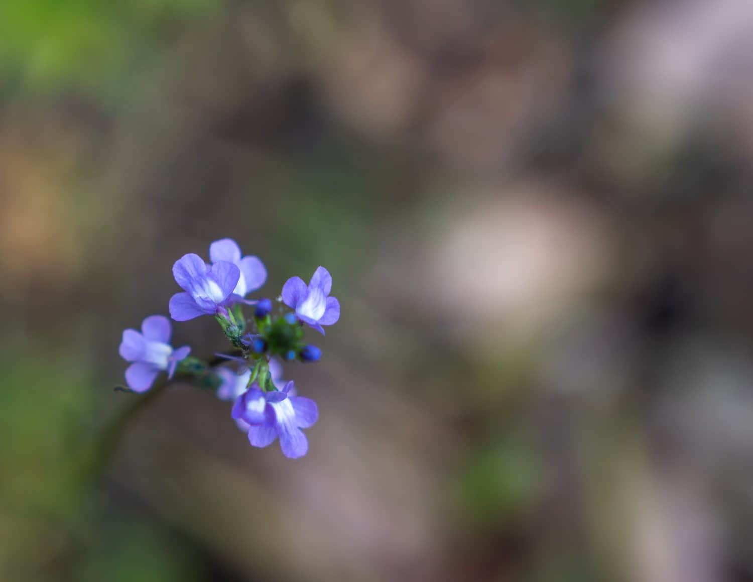Questo minuscolo e dolce lino selvatico blu si staglia su uno sfondo sfocato.