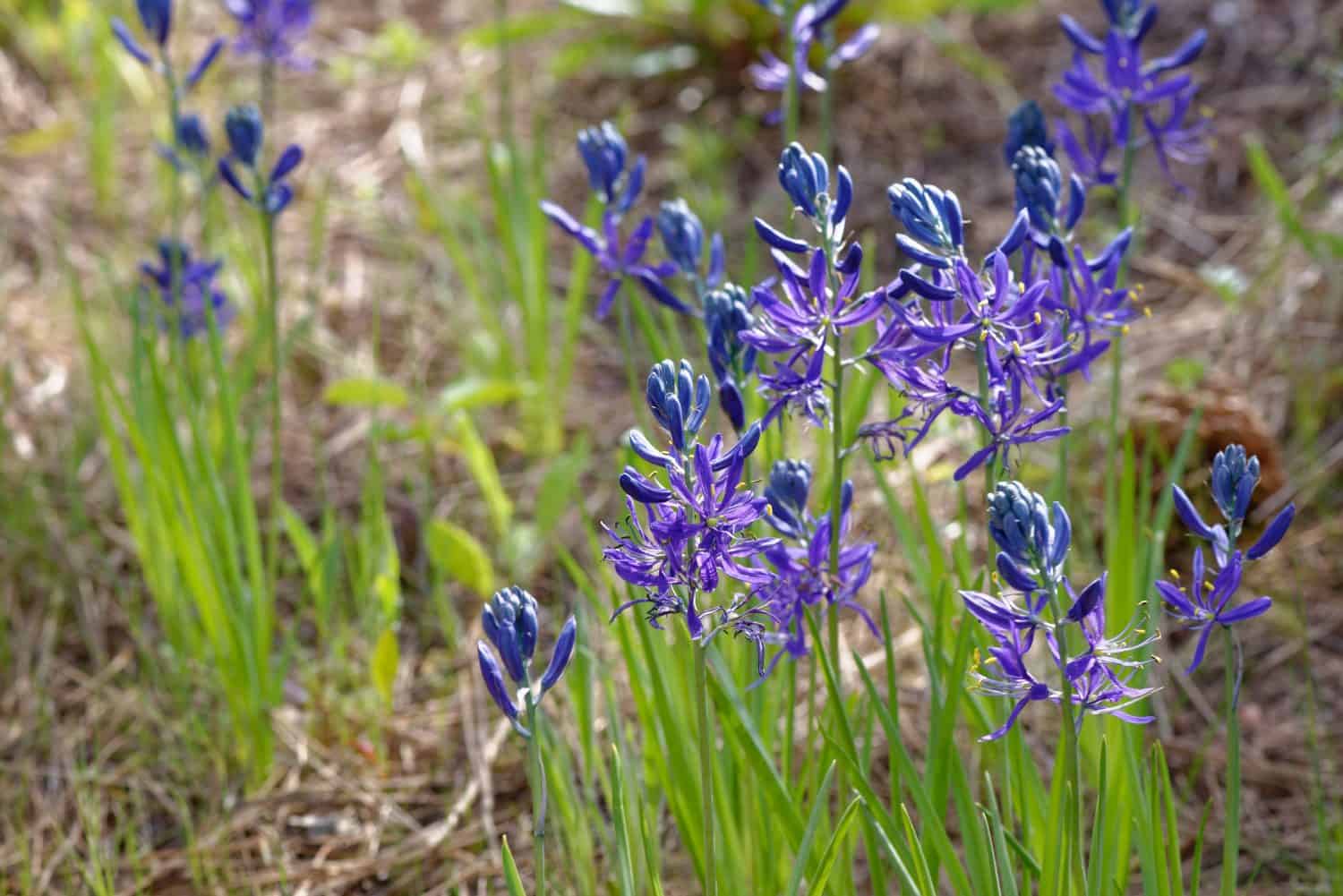 La Camassia scilloides è una pianta da giardino bulbosa originaria degli Stati Uniti