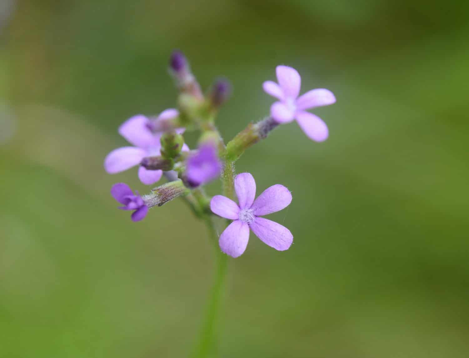 Un'immagine macro con messa a fuoco selettiva di un piccolo gruppo di piccoli Bluehearts americani, Buchnera americana, fiori selvatici, una specie nativa della Louisiana.