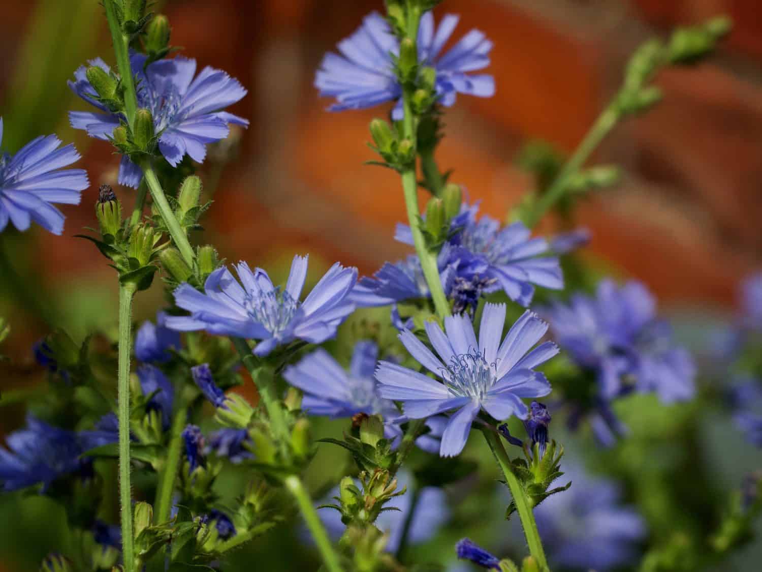 Blu a fiori di cicoria in estate