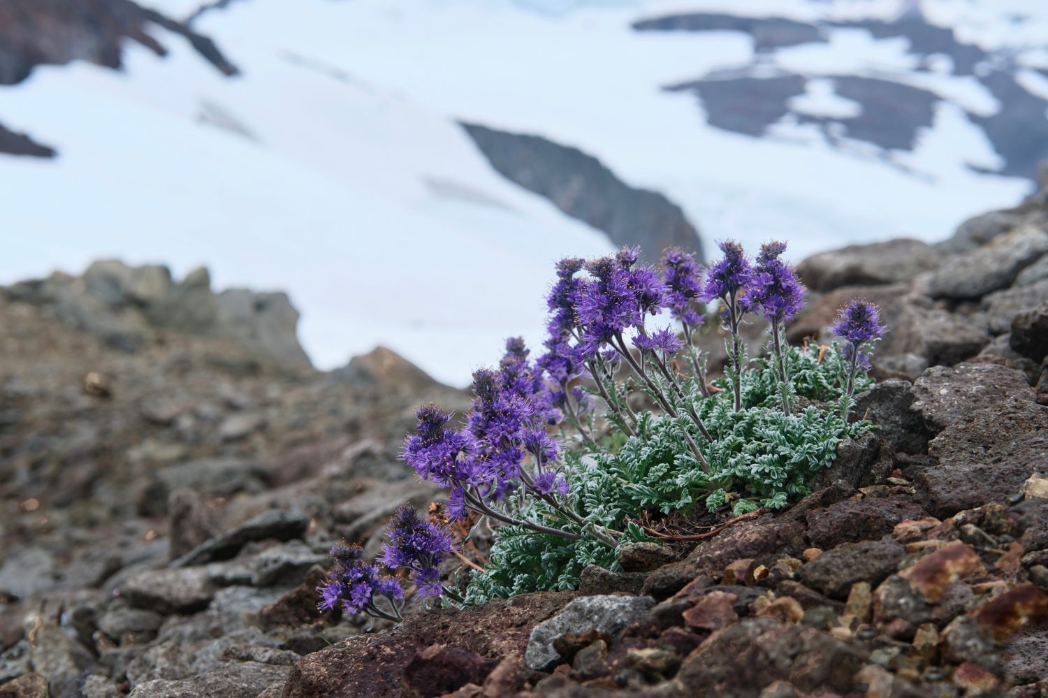 Kittentails della montagna in montagne contro il ghiacciaio nel parco nazionale delle Cascade del Nord.  Seattle.  Washington.  Stati Uniti d'America