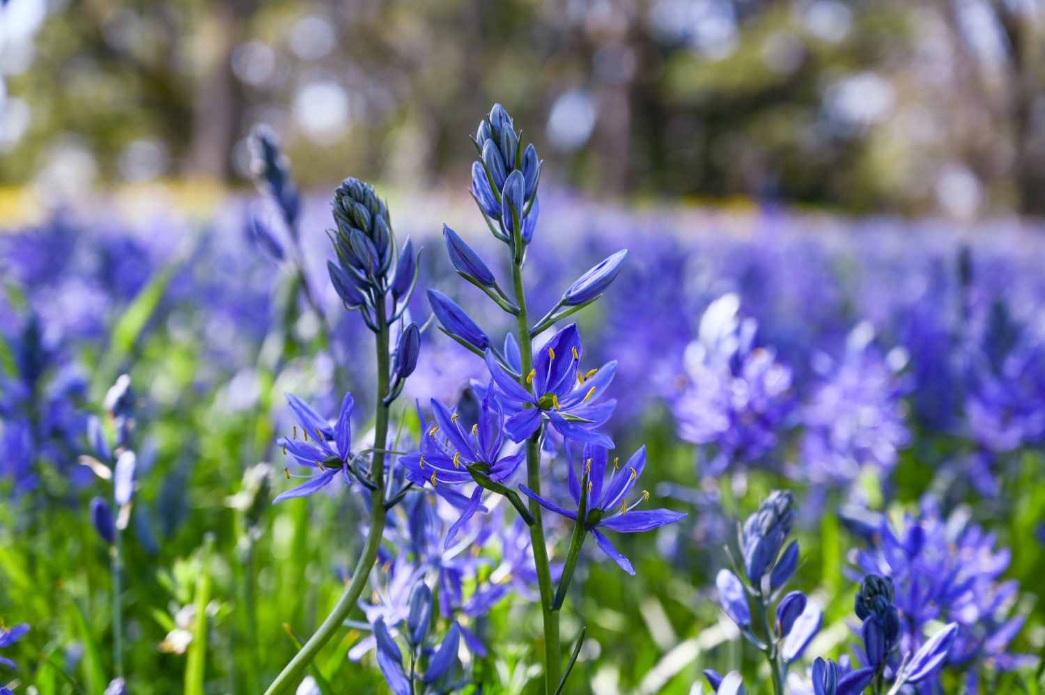 Camassia quamash Fiori - Campo di fiori viola comuni di camas in un prato di quercia Garry sull'isola di Vancouver, British Columbia, Canada