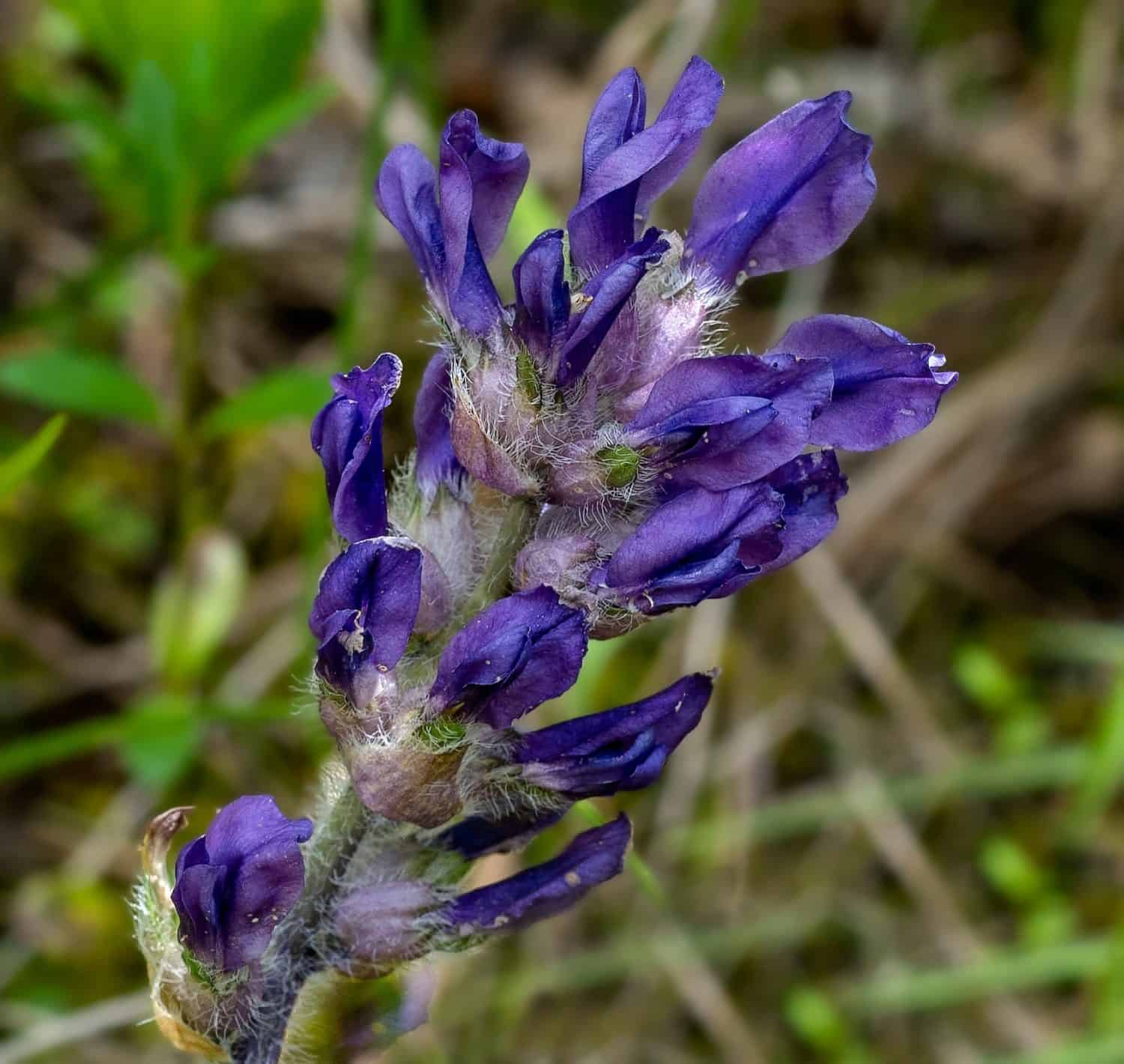 Una foto macro del picco di fiori di Nashville Breadroot, Pediomelum subacaule, nelle radure di cedro del Tennessee centrale.  Questo fiore selvatico è endemico delle radure calcaree.  I fiori sono di un viola scuro 