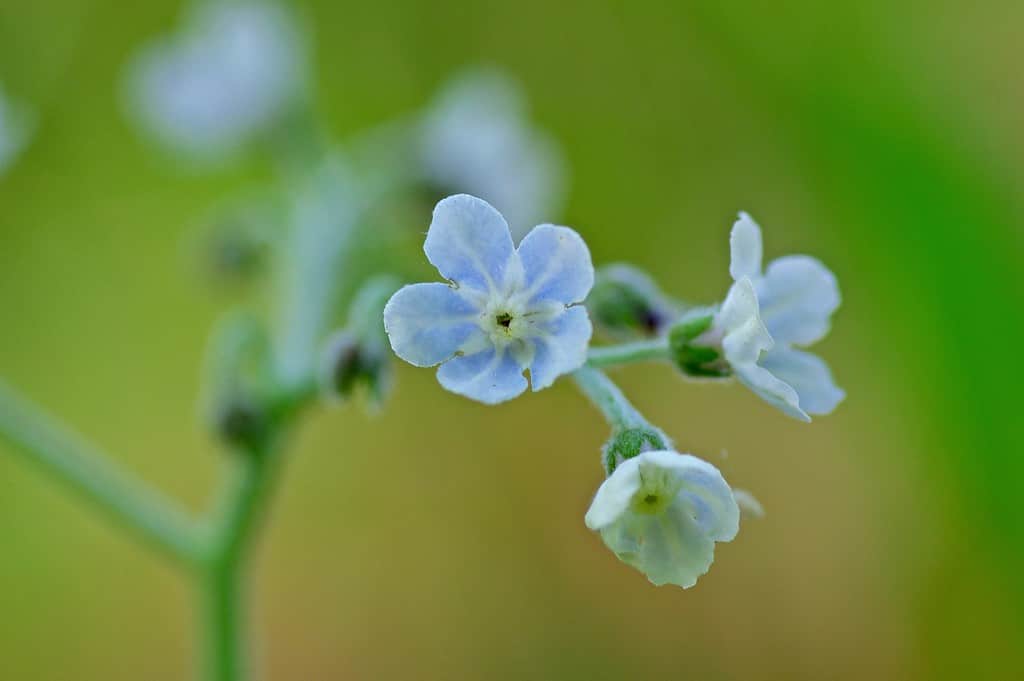 primo piano dei fiori di consolida selvatica piccoli e blu