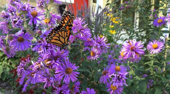 Aster del New England, Aster, Farfalla - Insetto, Immagine a colori, Fiore