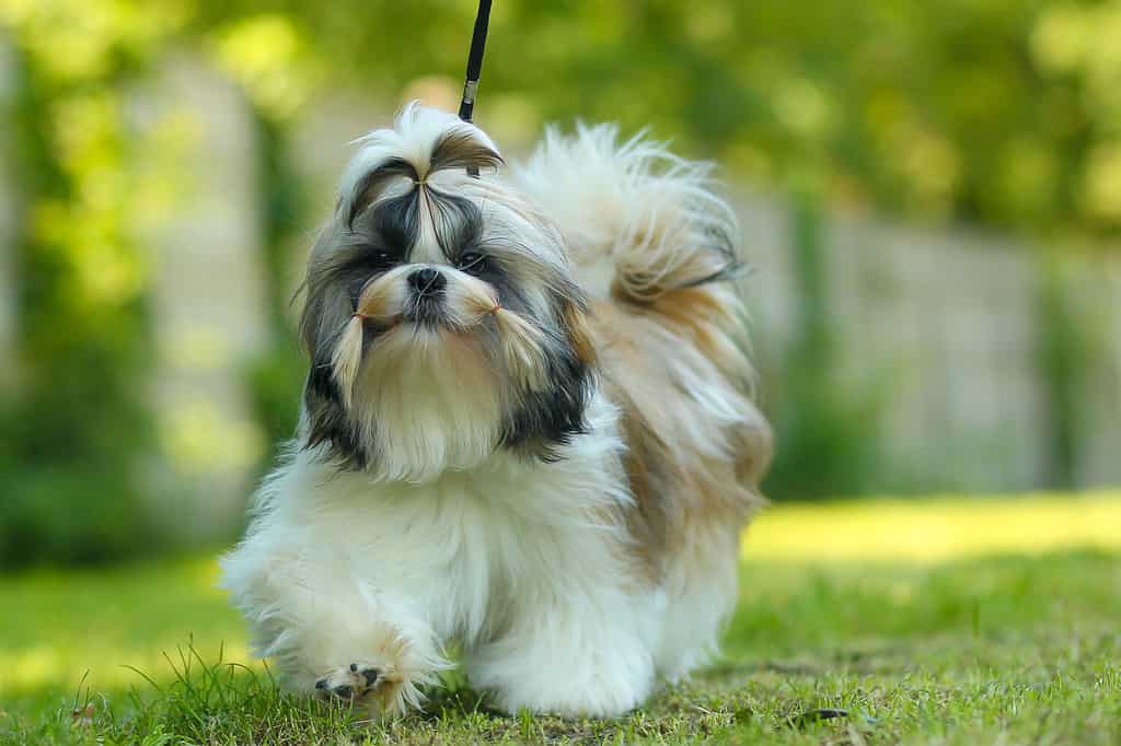 Bel cane femminile Shih Tzu su sfondo verde