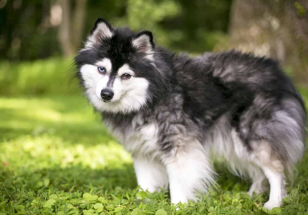 Un cane Alaskan Klee Kai con eterocromia