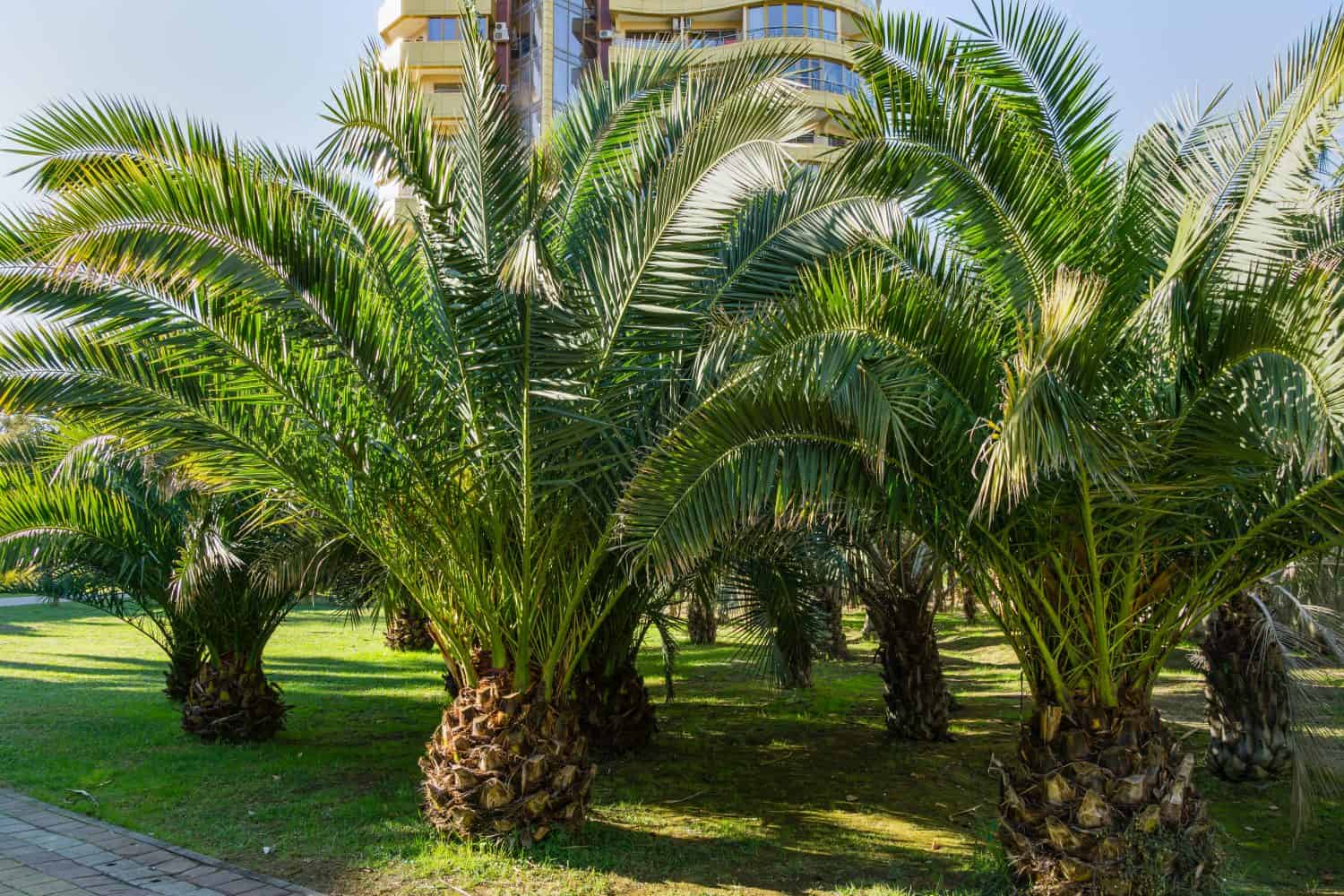 Foglie di lusso della bellissima palma Palma da dattero delle Isole Canarie (Phoenix canariensis) nel parco cittadino di Sochi.  Bellissimo paesaggio esotico per qualsiasi design.  con palme grandi e giovani.