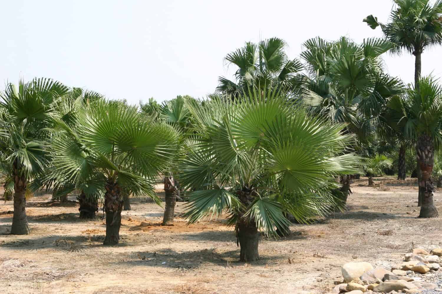 Pianta cinese della palma del ventilatore durante il tempo piovoso, bello fondo tropicale della natura