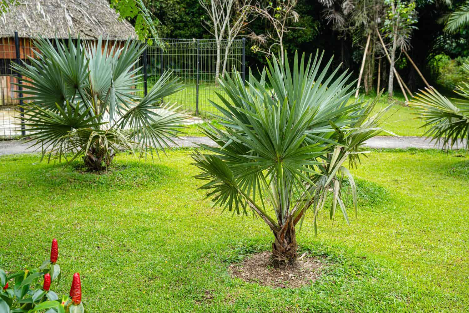 La Brahea armata, comunemente conosciuta come palma blu messicana o palma blu dell'esperto, è un grande albero sempreverde della famiglia delle palme delle Arecaceae.
