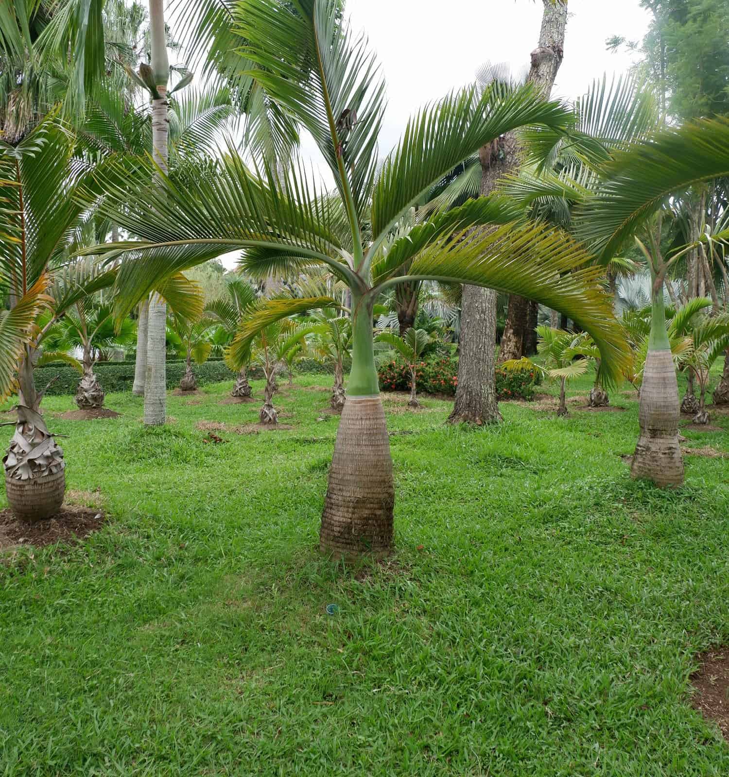 Palma bottiglia (nome scientifico Mascarena lagenicaulis) della famiglia delle Arecaceae, popolarmente coltivata come decorazione del giardino.