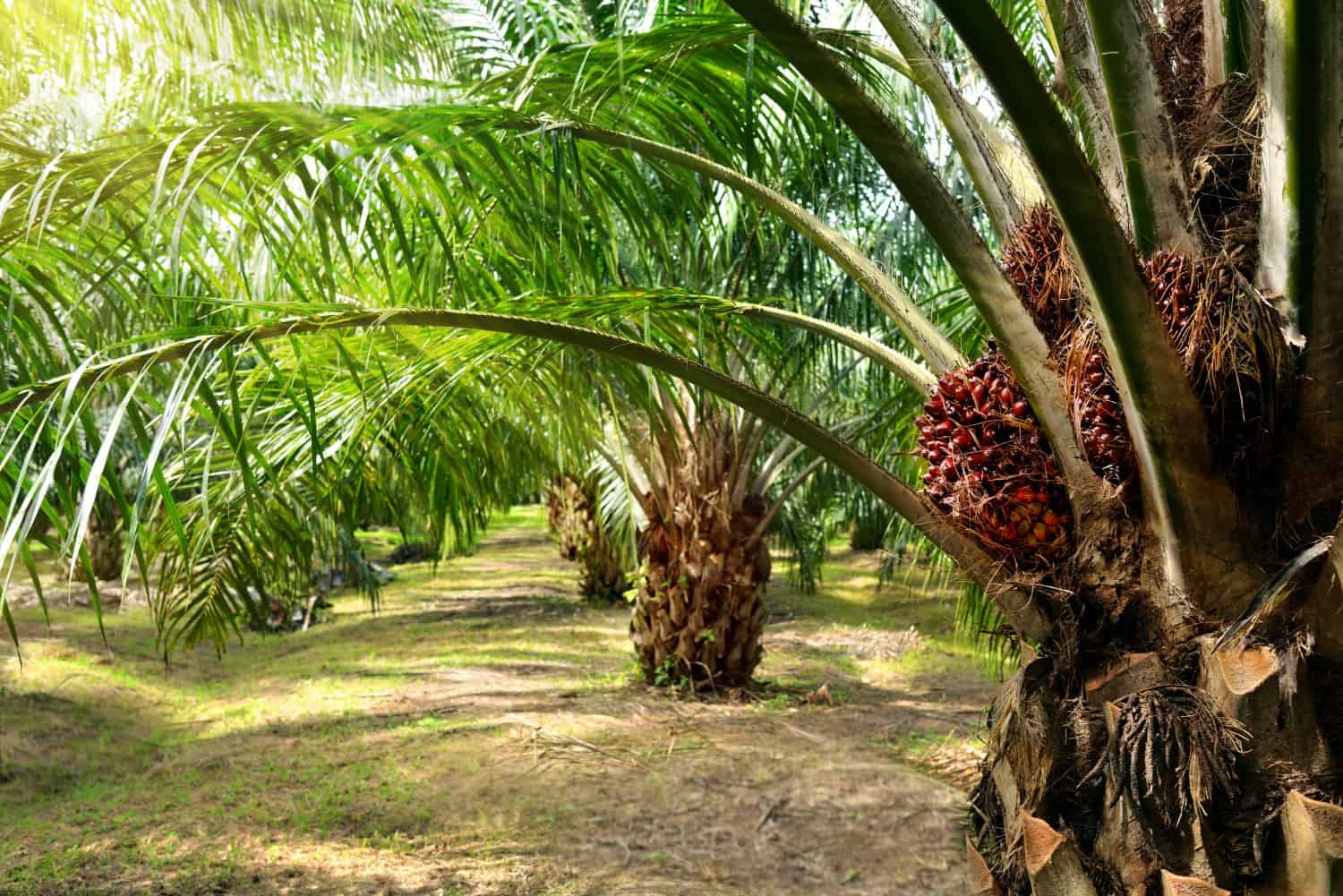 Cresce la piantagione di olio di palma.