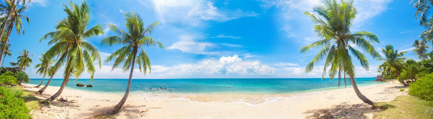 panorama della spiaggia tropicale con palme da cocco
