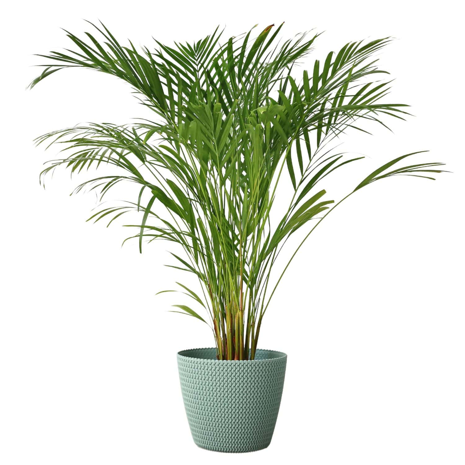 Palma Areca decorativa isolata su sfondo bianco. Pianta Dypsis lutescens, conosciuta anche come palma di canna dorata, palma areca, farfalla gialla.  Foglie di palma verdi nella foresta tropicale.  Crisalidocarpo 