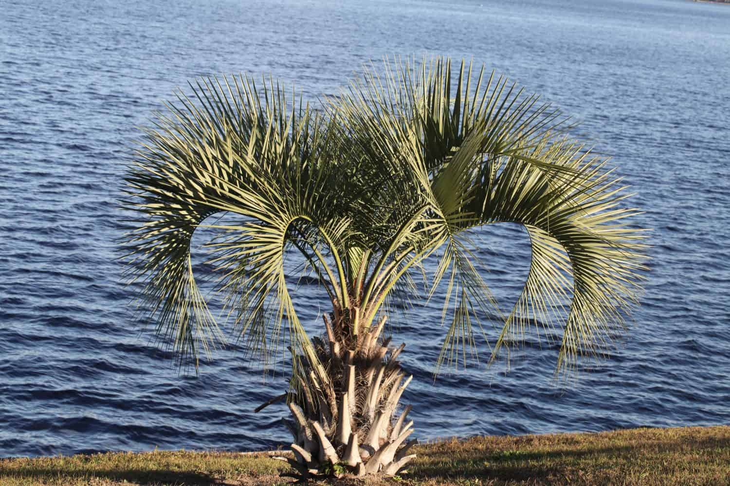 L'altro nome comune della palma pindo è gelatina di palma