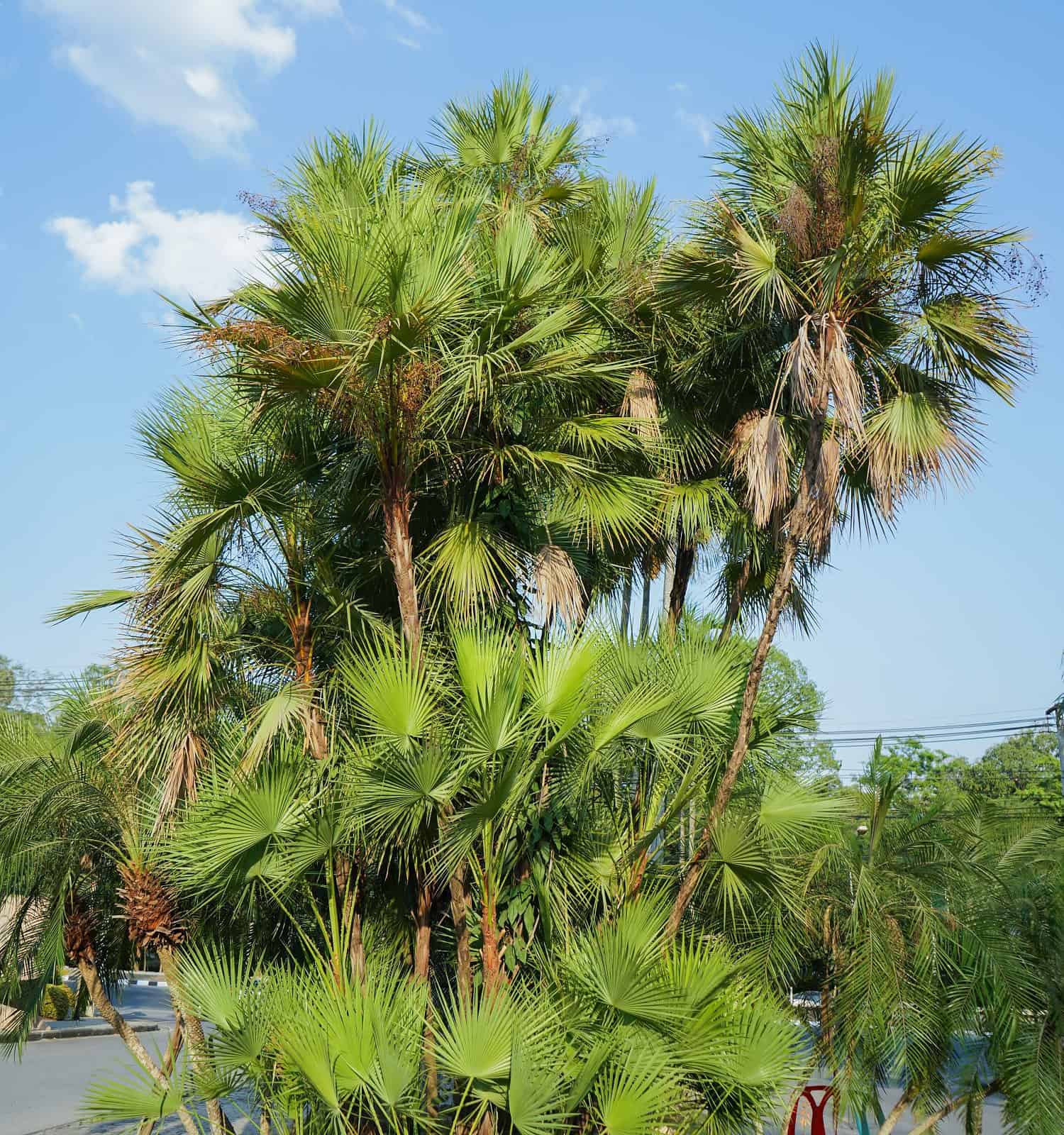   Palme Acoelorrhaphe wrightii in Thailandia 